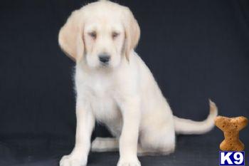 Labradoodle Puppies for Sale